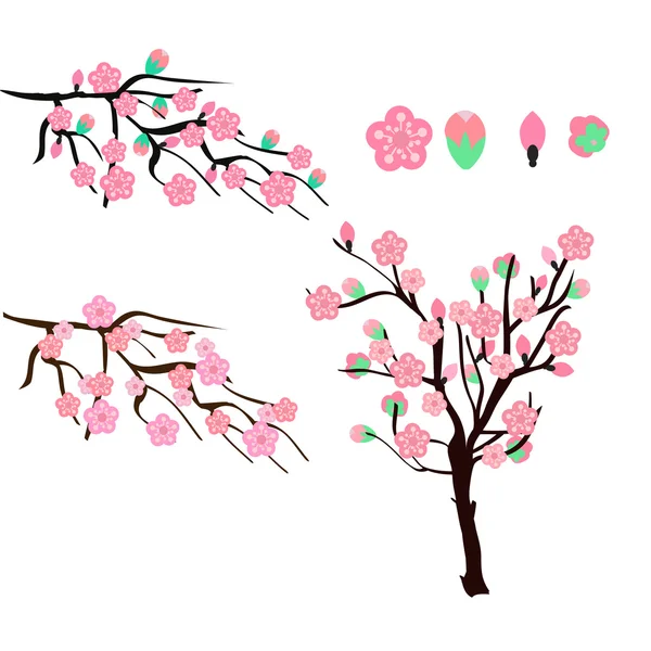 Sakura floreciente o cereza aislado sobre fondo blanco — Archivo Imágenes Vectoriales