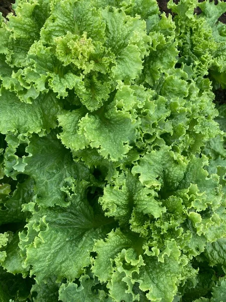 Top View Healthy Lifestyle Dieting Fresh Green Lettuce Salad Leaves — Stock Photo, Image