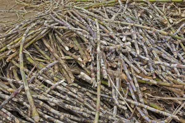 Harvested  piles of saccharum raw — Stock Photo, Image