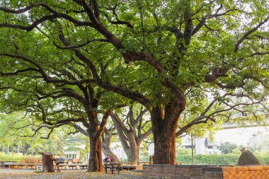 Kaohsuing, Tayvan, Ocak, 30, Qiaotou rafineri fabrika, Park