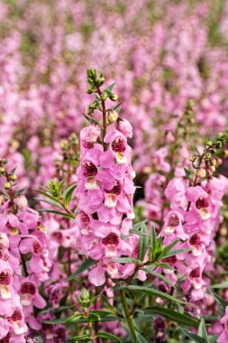 Lavanta yakın çekim 