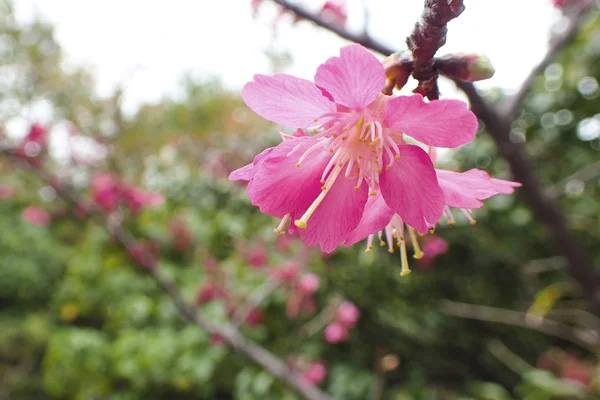 Flor de cerejeira fechar — Fotografia de Stock