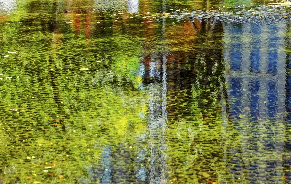 Trees reflection from water pond — Stock Photo, Image