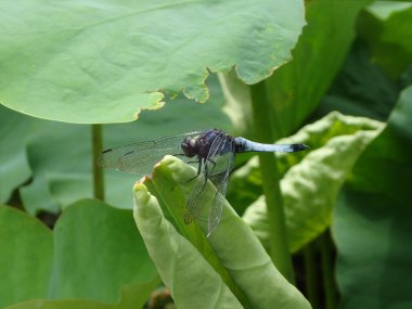 Orthetrum melania yusufçuk