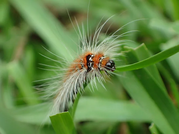 Euproctis sericea — Stok fotoğraf