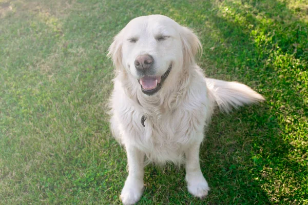 Charmant huisdier. Golden Retriever zit op het gazon. Vriendelijke, goedgemanierde, getrainde hond. — Stockfoto