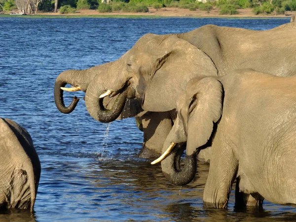 The elephant on the coast of Zambezi river, Botswana