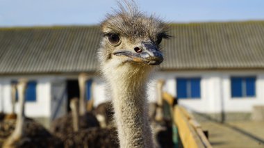 Devekuşu kafasını portre.