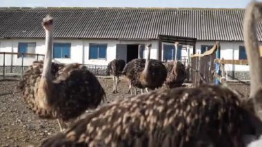 Çiftlikte devekuşu