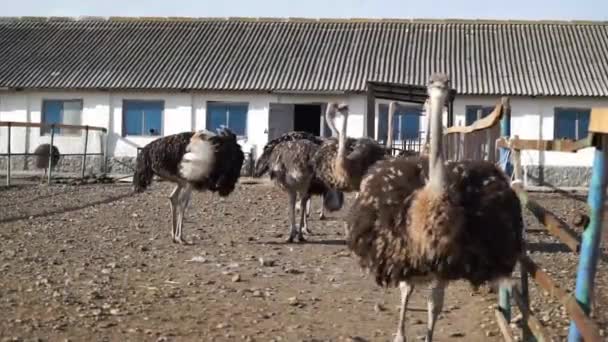 Struisvogel op de boerderij — Stockvideo