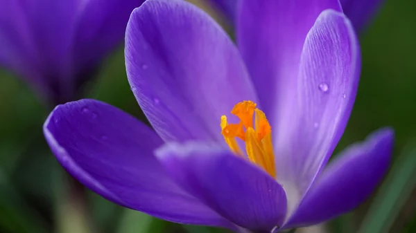 Purple snowdrop macro shot. — Stock Photo, Image