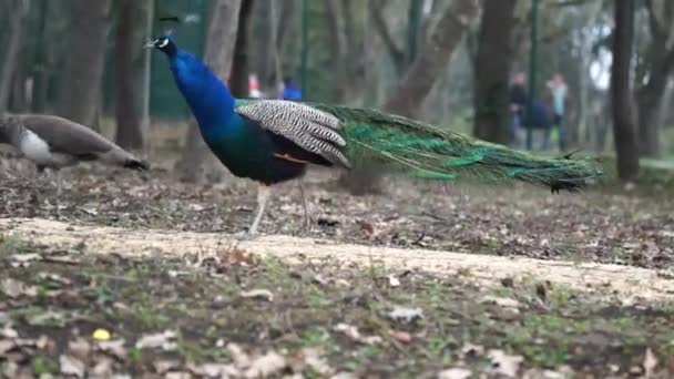 Pavo real en la naturaleza — Vídeo de stock