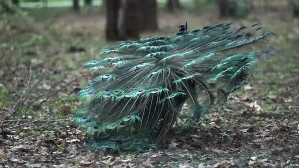 Pavão na natureza — Vídeo de Stock