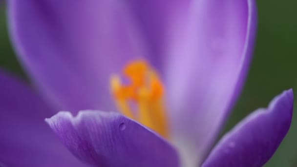 Gros plan de chute de neige mauve. Mouvement lent .