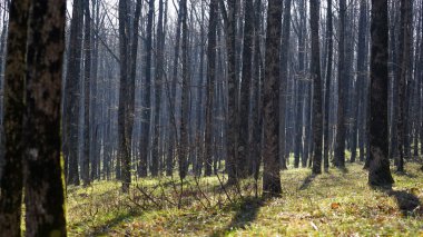Doğa. Bahar sabahı bir meşe Grove