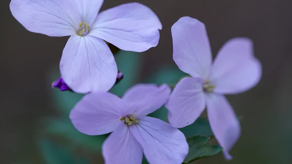 Fleurs annuelles honnêteté — Photo