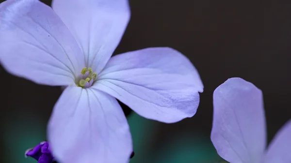 Årliga ärlighet blommor — Stockfoto