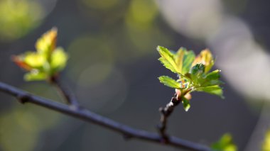 Ağaç dalında genç yapraklar