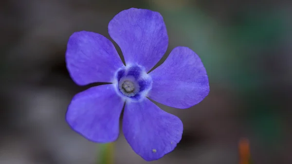 Spring vivid flower — Stock Photo, Image