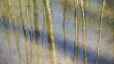 Ağaçlar sakinleştirmek su yüzeyine yansıtılmış yansıması