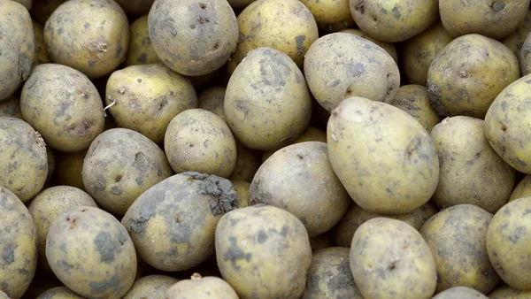 Fresh potatoes in storage house — Stock Photo, Image