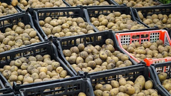 Taze patates kutusunda. Depolama ev
