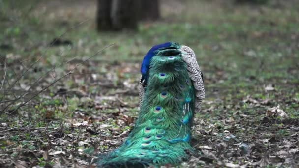 Peacock in the nature — Stock Video