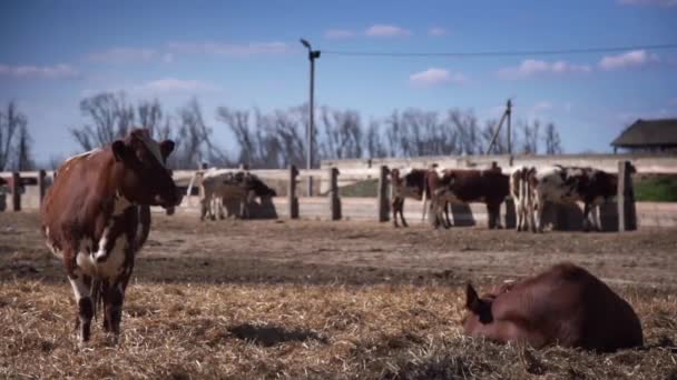 牛在农场上的摆好姿势相机 — 图库视频影像