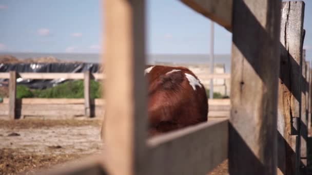 Koeien op de boerderij poseren voor de camera door het hek — Stockvideo