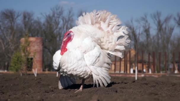 Turquia caminhando na fazenda — Vídeo de Stock