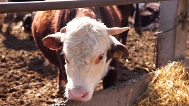 Vacas comiendo en el establo, tiro de cerca — Vídeo de stock