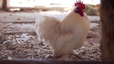 Beyaz horoz çiftlikte