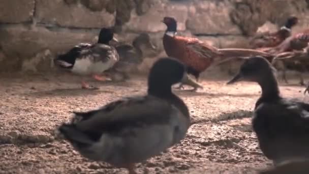 Ring - necked fazanten en eenden op traditionele boerderij — Stockvideo