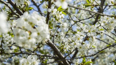 Beyaz elma ya da kiraz ağacı çiçekleri