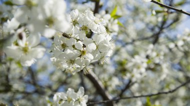 Beyaz elma ya da kiraz ağacı çiçekleri