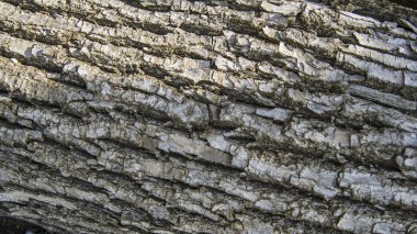 Ahşap ağaç kabuğu doku detay