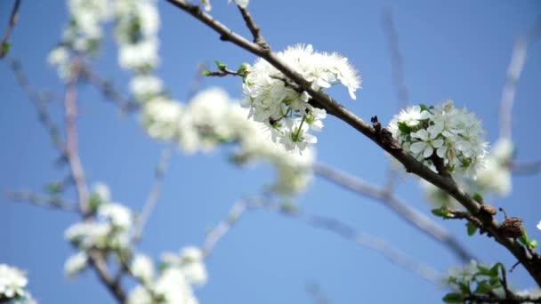 Pszczoła pollinates kwiaty na drzewach — Wideo stockowe