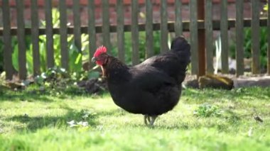 horoz baş yakın çekim.