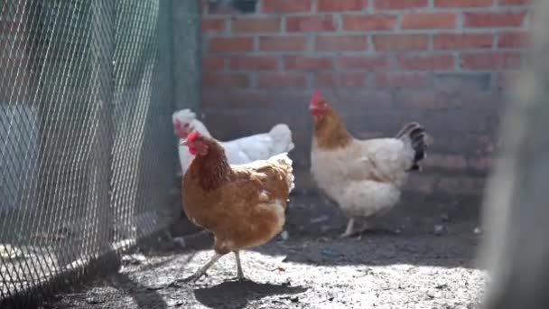 Cocks, chiken and ducks walking on poultry yard — Stock Video