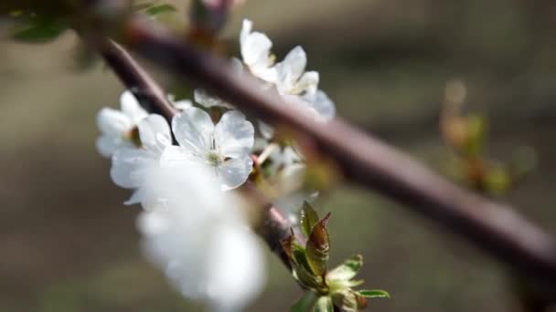 White apple or cherry tree blossoms — Stock Video