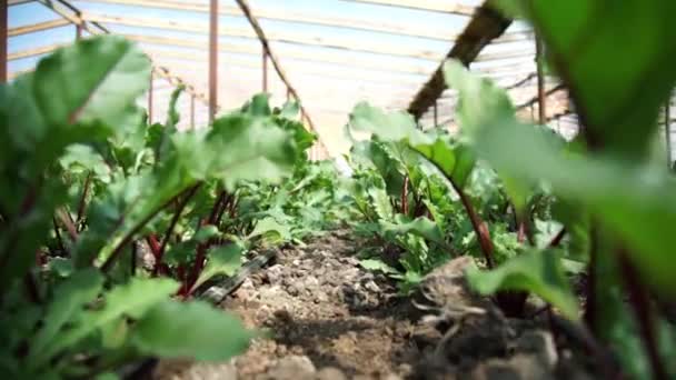 Plantación de remolacha en un invernadero — Vídeo de stock