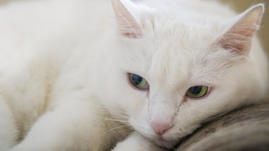 Yeşil gözlü beyaz kedi