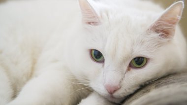 Yeşil gözlü beyaz kedi