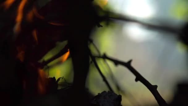 La flamme du feu de joie se referme dans la journée 