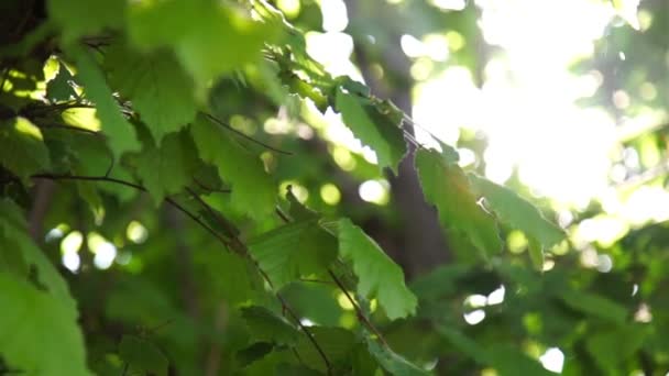 봄 녹색 단풍 사이로 비치는 햇빛 — 비디오
