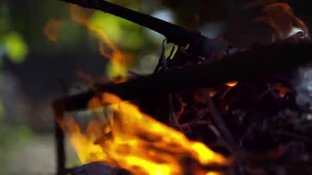 Api unggun close-up di siang hari cahaya dengan latar belakang pohon hijau — Stok Video