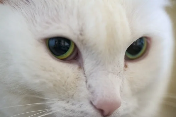 Macro shot green eyed cat — Stock Photo, Image