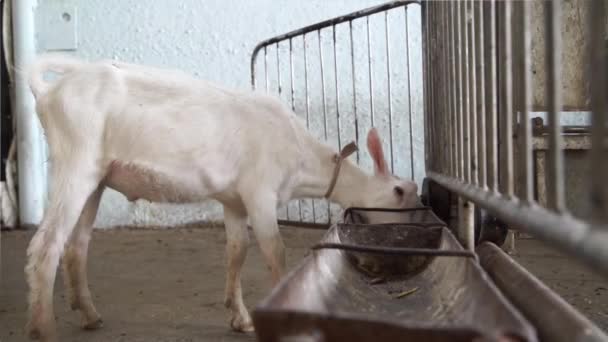 Pequeno suíço branco cabras Saanen na fazenda — Vídeo de Stock