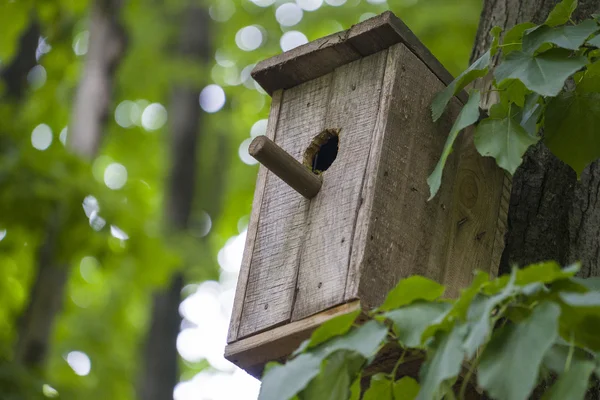 Vnoření nebo v birfhouse na strom v parku — Stock fotografie