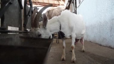 Beyaz İsviçre Saanen keçi çiftliği